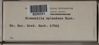 Stemonitis splendens image